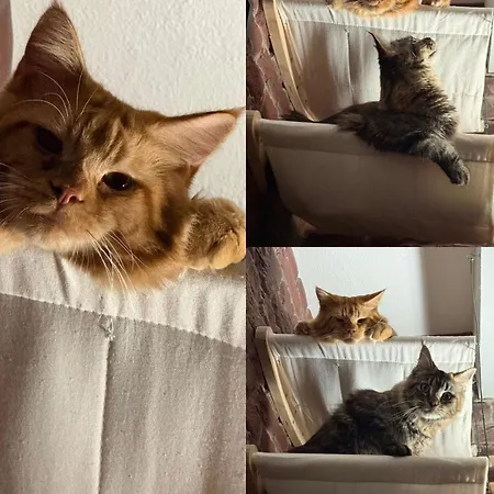 Chesa Ruisa Vendégház
